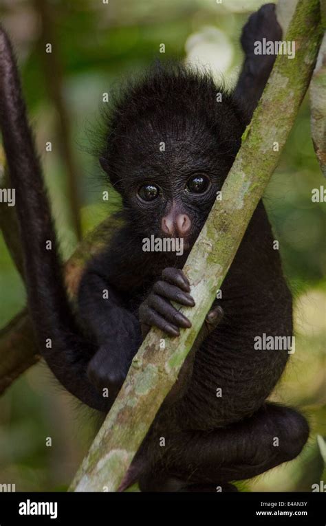 black-faced Spider monkey baby Stock Photo - Alamy