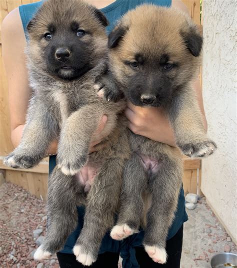 Akita Puppies For Sale | San Diego, CA #307865 | Petzlover