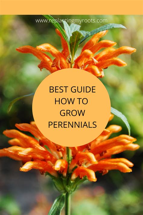 Easy To Grow Perennials The Perfect Addition To Your Garden