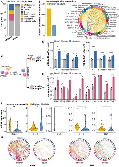 Immuneepithelial Cell Crosstalk Enhances Antiviral Responsiveness To