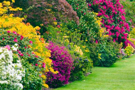 Colourful Hedge Shrubs Deal Wowcher