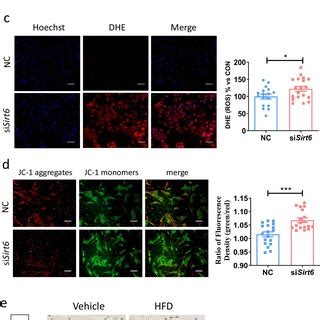 Sirt6 Deficiency Induces Intracellular Oxidative Stress During HFD