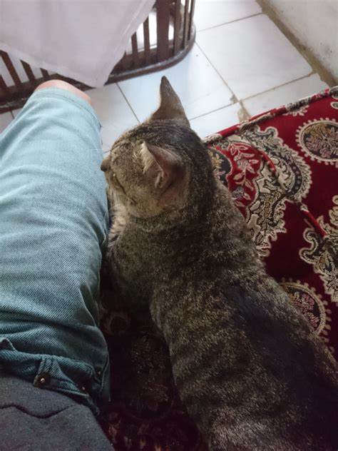 Kucing Adalah Binatang Yang Lucu Kaskus