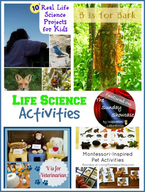 The Sunday Showcase - Life Science Activities | Inspiration Laboratories