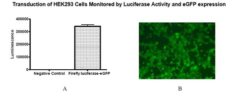 Firefly Luciferase Egfp Lentivirus G418 79980 G Bps Bioscience