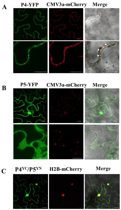 Subcellular Localization A B And Bimolecular Fluorescence Bifc C