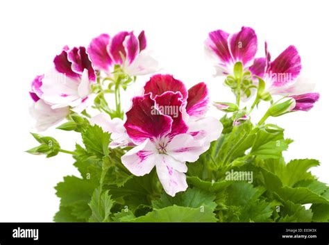 Planta De Pelargonio Fotograf As E Im Genes De Alta Resoluci N Alamy