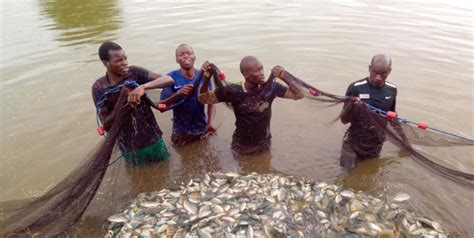 Malawi: an unbelievably successful fish harvesting | COOPI