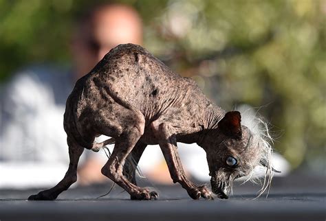 Si chiama Quasi Modo e ha 10 anni eletto in California il cane più