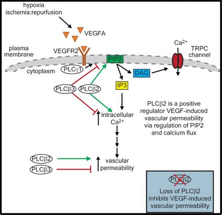 Phospholipase Cβ2 Promotes Vascular Endothelial Growth Factor Induced