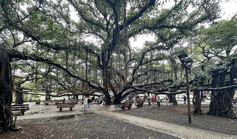 Lahainas Gigantic Banyan Tree Was My First Love GardenRant