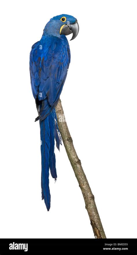 Hyacinth macaw Cut Out Stock Images & Pictures - Alamy