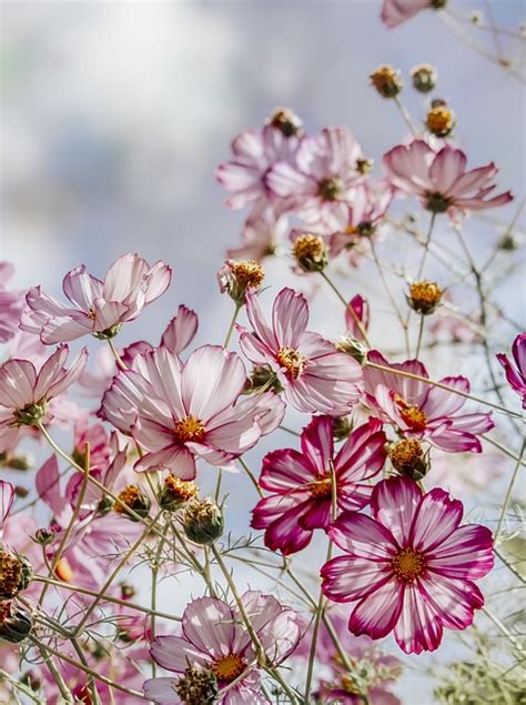 Cosmos Flores Planta Foto Gratis En Pixabay Pixabay