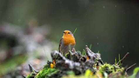 Robin Bird Song - What Calls And Sounds Do Robins Make?