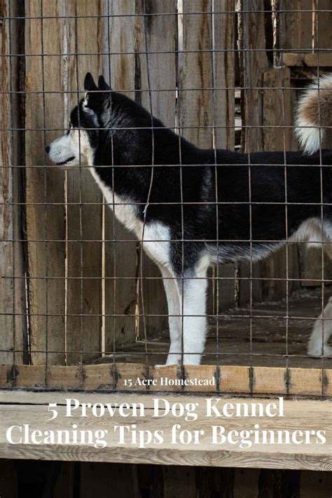 5 Proven Dog Kennel Cleaning Tips For Beginners 15 Acre Homestead