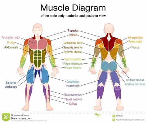 Diagram Of Body Muscles And Names / The Human Muscular System Anatomy Detailed Diagram 20 ...