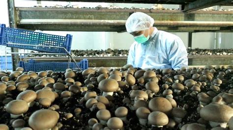 Organic Mushroom Cultivation Youtube