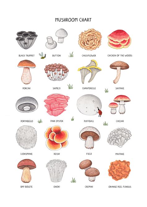 Mushroom Chart A3 Fungi Wall Art Nature Home Decor Cute Interior Decor T For Nature Lovers