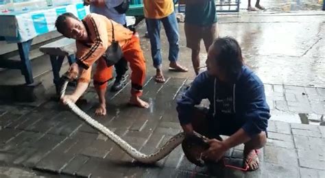 Ular Sanca Sepanjang Meter Muncul Di Kali Ancol Saat Hujan Deras