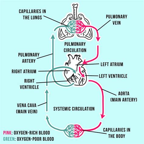 Your Self Series Your Circulatory System