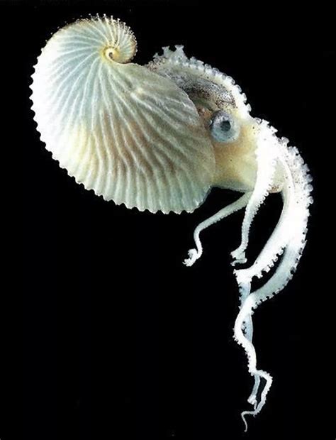 World S Weirdest Octopus Detaches Penis Arm For Sex And It Grows To Twice Its Size Daily Star