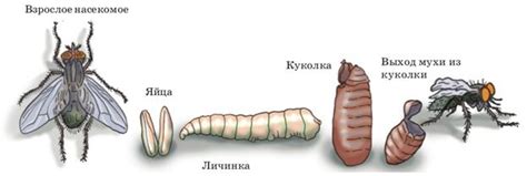 Комнатная муха. Особенности биологии вида