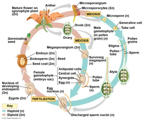 Angiosperm Life Cycle Flashcards Quizlet