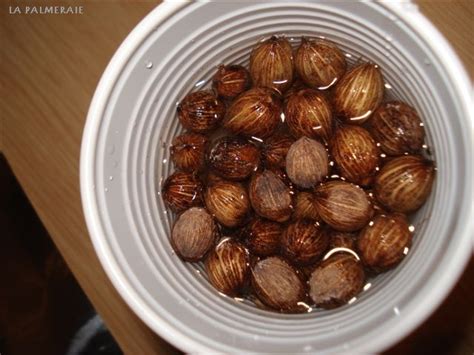 Conseils De La Semence De Palmiers Semer Un Palmier La Palmeraie Fr