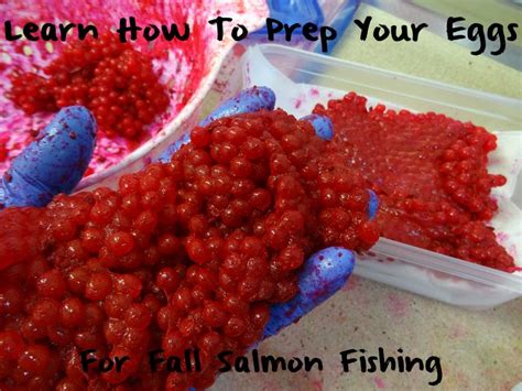 Learn How To Prep Eggs For Fall Salmon Pautzke Bait Co Salmon