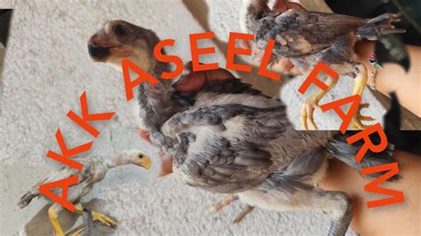 Aseel Parrotbeak Top Quality Murga Chicks Available At Akk Aseel Farm