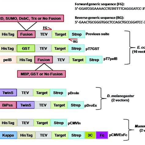 Schematic Representation Of The Generated Expression Vectors The