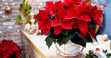 Comment Bien Choisir Et Entretenir Un Poinsettia étoile De Noël 3