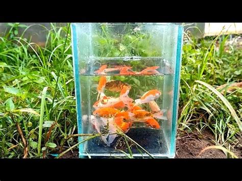 Hunting Ikan Mas Koki Lucu Ikan Molly Ikan Lele Ikan Komet Ikan