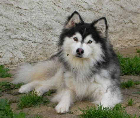 Swedish Lapphund Puppies - Puppy Dog Gallery