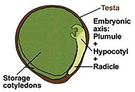 Morphology Of A Pea Seed Pisum Sativum The Pod Is Not Illustrated