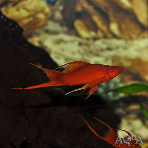 Red Swordtail Fish