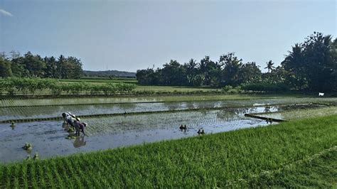 Rice Field Farmer Free Photo On Pixabay Pixabay