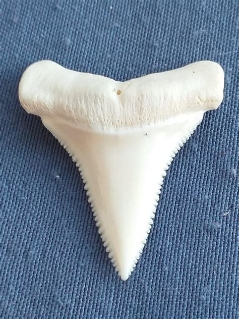 Great White Shark Tooth - Great white shark - Carcharodon - Catawiki