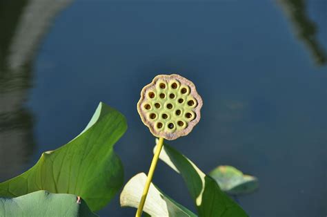 Lotus Seed Pod 2 Photograph by Rich Bodane - Pixels