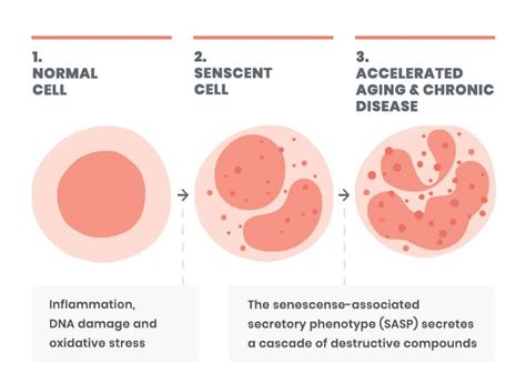 Cellular Senescence 101