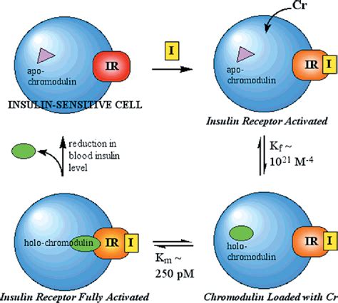 Figure 1 From Elucidating A Biological Role For Chromium At A Molecular Level Semantic Scholar