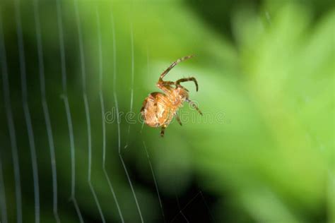 Female Cobweb Spider stock photo. Image of spider, cobweb - 10708116