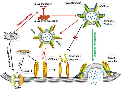 Cells Free Full Text Alpha Synuclein And Calpains Disrupt Snare