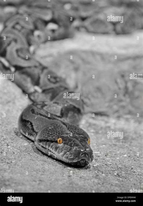 Head of a snake with yellow eyes Stock Photo - Alamy