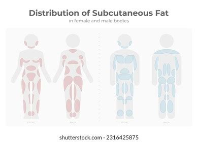 3 Body Fat Distribution Male Female Body Images, Stock Photos, 3D ...