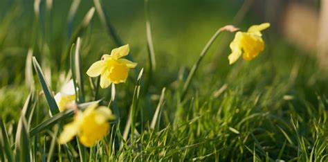 Snowdrops Varieties: What Sets Different Types Of Snowdrops Apart ...