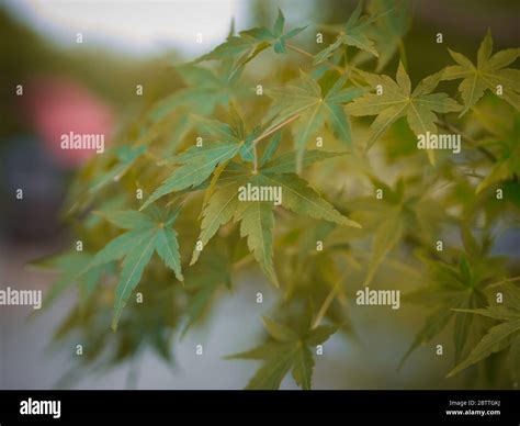 Acer Palmatum Emperador Rojo Fotograf As E Im Genes De Alta Resoluci N