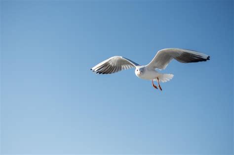 Gaviota Sola Volando En Un Cielo Azul Foto Premium