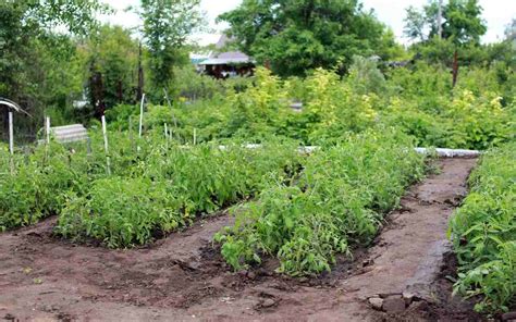 Backyard Vegetable Farming, How To Start, Ideas | Agri Farming