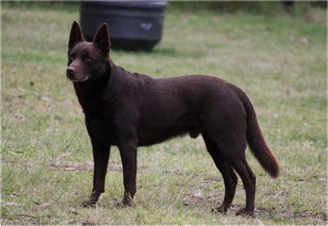 Australian kelpie - Puppies, Facts, Pictures, Price, Temperament, Breeders | Animals Breeds